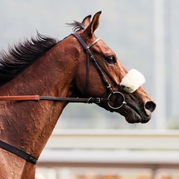 veterinary_horse_body.jpg