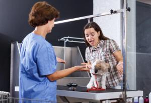 Customer angry with puppy haircut