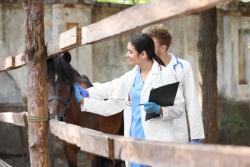 Morris Animal Foundation accepting study of domestic equid health proposals 