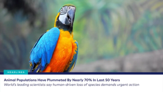 dvm360 Live! with Dr. Adam Christman