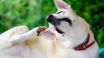 Image Credit: © Kriang - stock.adobe.com