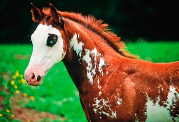 veterinary-American-paint-horse-colt_450px_146879786.jpg