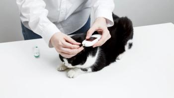 diabetes in cats
