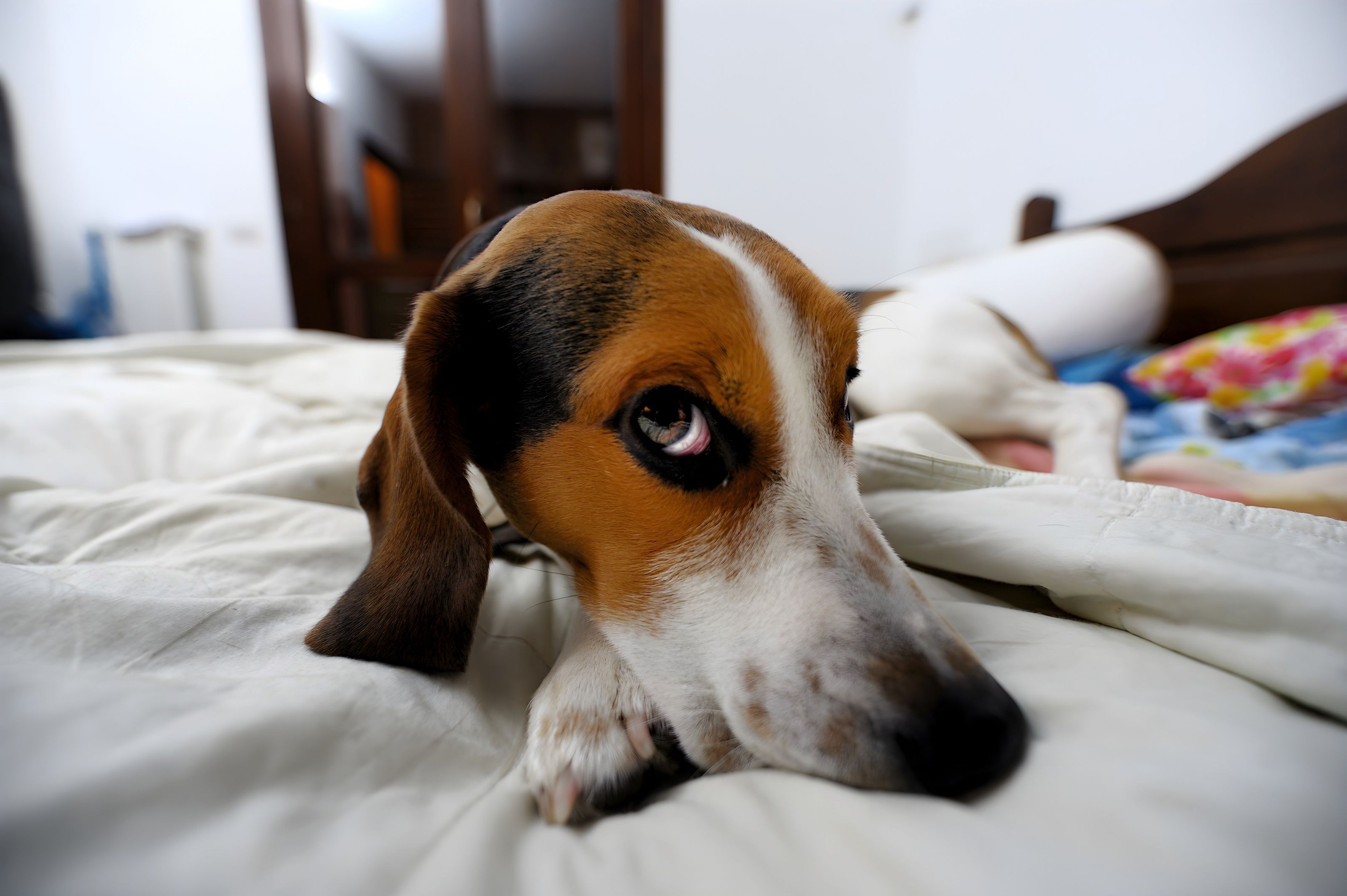 An anxious beagle  © lo-chef - stock.adobe.com