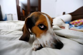 An anxious beagle  © lo-chef - stock.adobe.com