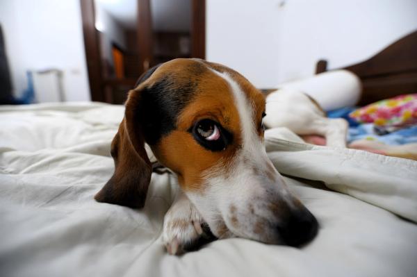 An anxious beagle  © lo-chef - stock.adobe.com