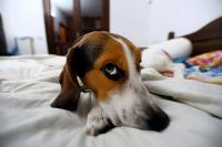An anxious beagle © lo-chef - stock.adobe.com