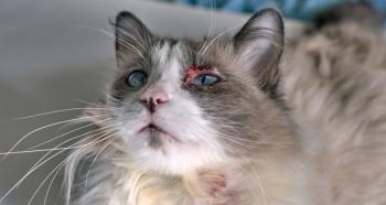 Cat allergy skin disease