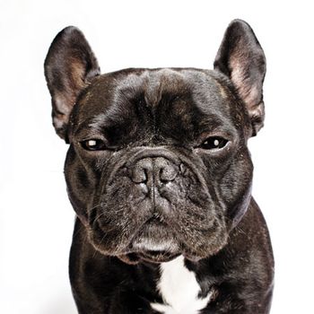 veterinary_dog_bulldog_183890963-450.jpg