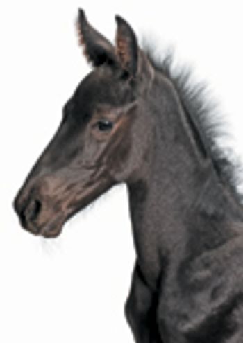 veterinary-horse-foal-149303826-823640-1404217341495.jpg