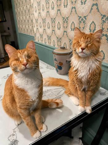 Researchers document first known cases of Marfan syndrome in domestic cats