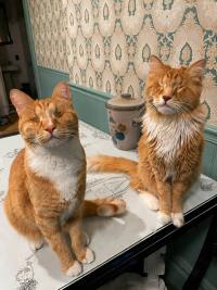 Researchers document first known cases of Marfan syndrome in domestic cats