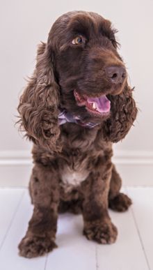 veterinary_spaniel_dog-486990427_220px.jpg