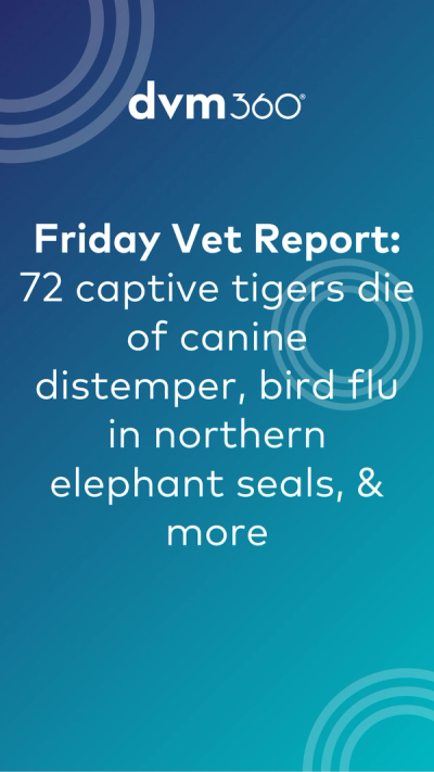 Friday Vet Report: 72 captive tigers die of canine distemper, bird flu in northern elephant seals, & more