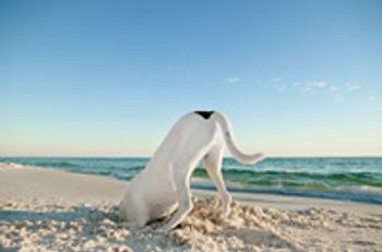 veterinary-dog-pointer-sand-808867-1382867804556.jpg