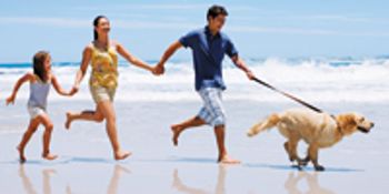Veterinary-dog-golden-family-beach-run-813484-1382843508766.jpg