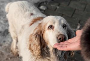 dog sniffing person / Oksana / stock.adobe.com