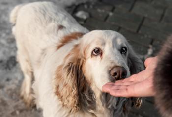 dog sniffing person / Oksana / stock.adobe.com