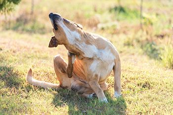 veterinary_labrador_dog_itch_field_SasaStock_AdobeStock_232258486_450.jpg
