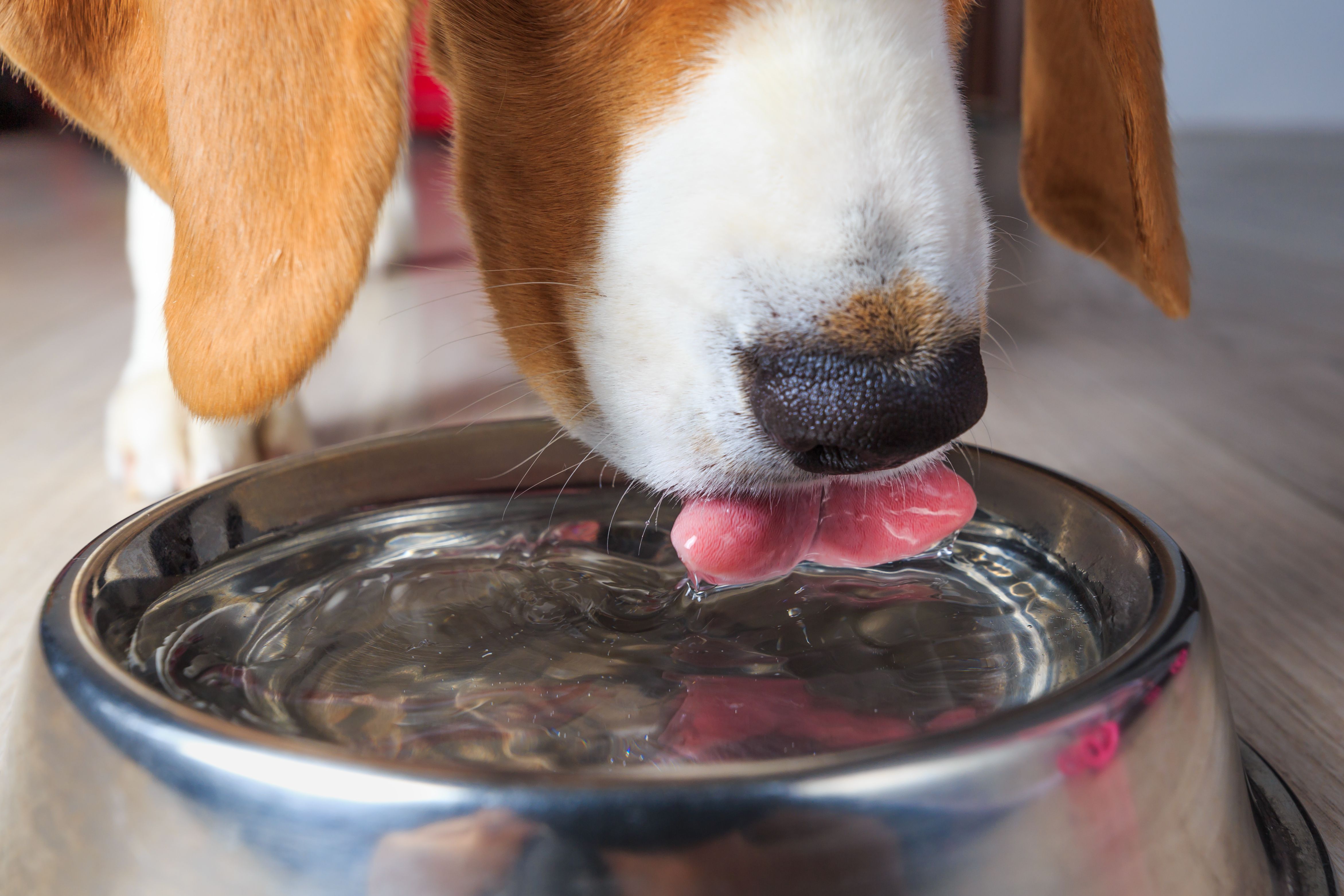 Study finds higher-than-recommended levels of heavy metals in dogs’ drinking water Study finds higher-than-recommended levels of heavy metals in dogs’ drinking water