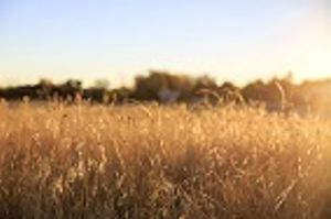 Help Your Clients Outsmart Foxtails This Summer