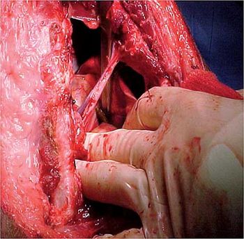 veterinary_crowe_case_1-615015-1384500590312.jpg