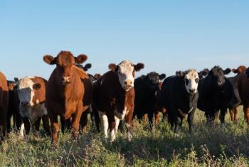 Cattle