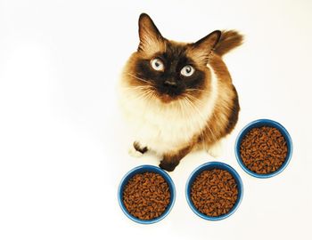 veterinary_cat_diet_food_200396912-001y_450.jpg