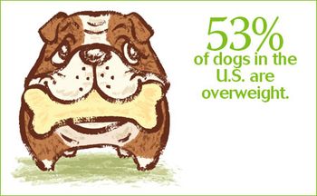 veterinary_dog_overweight-1_450-284.jpg