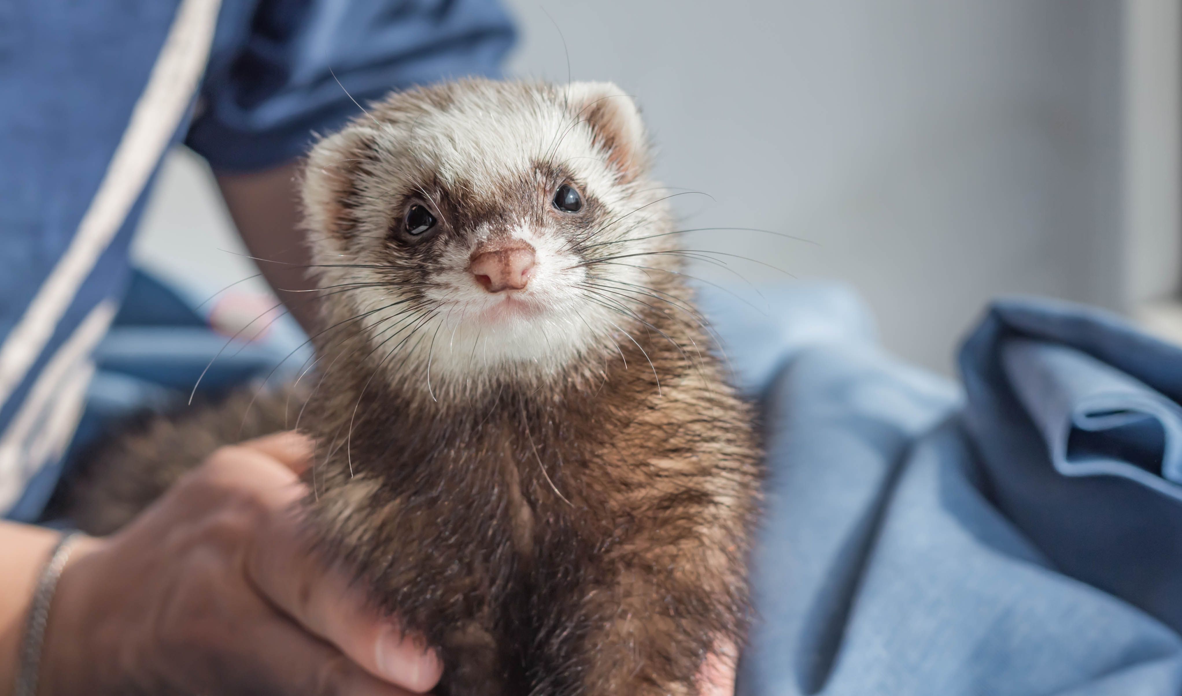 Pet ferret