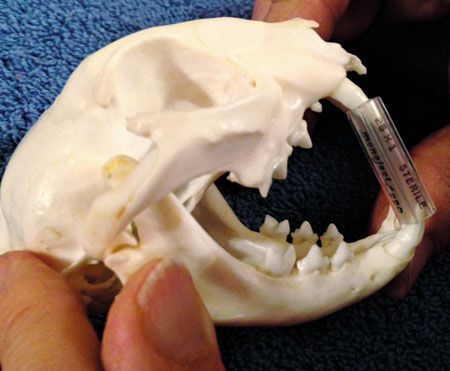 gag4450.jpg.crop_display.jpg
