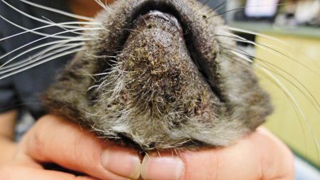 The Crusted Cat: Scraping Away The Confusion The Crusted Cat: Scraping Away The Confusion