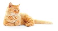 feline vaccine