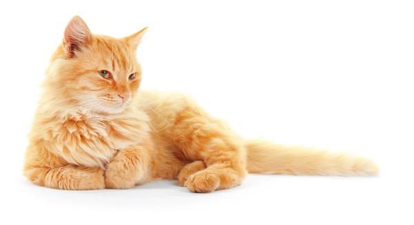 feline vaccine