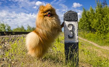 veterinary-dog-happy-three-AdobeStock_273608761-450.jpg