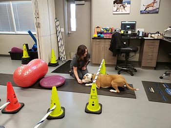 veterinary-Leonidas-Drenker-crawl-450.jpg
