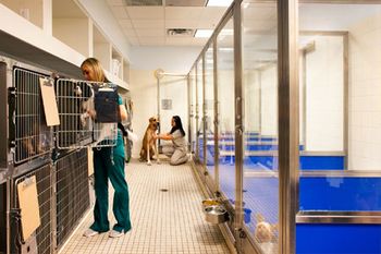 veterinary_runs-762940-1384165779898.jpg