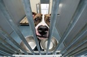 What Professionals Want You to Know Before Adopting a Pet