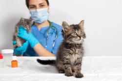 Banfield Pet Hospital’s secret to happier vets and healthier pets