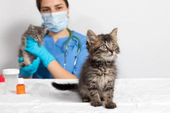 vet with cat