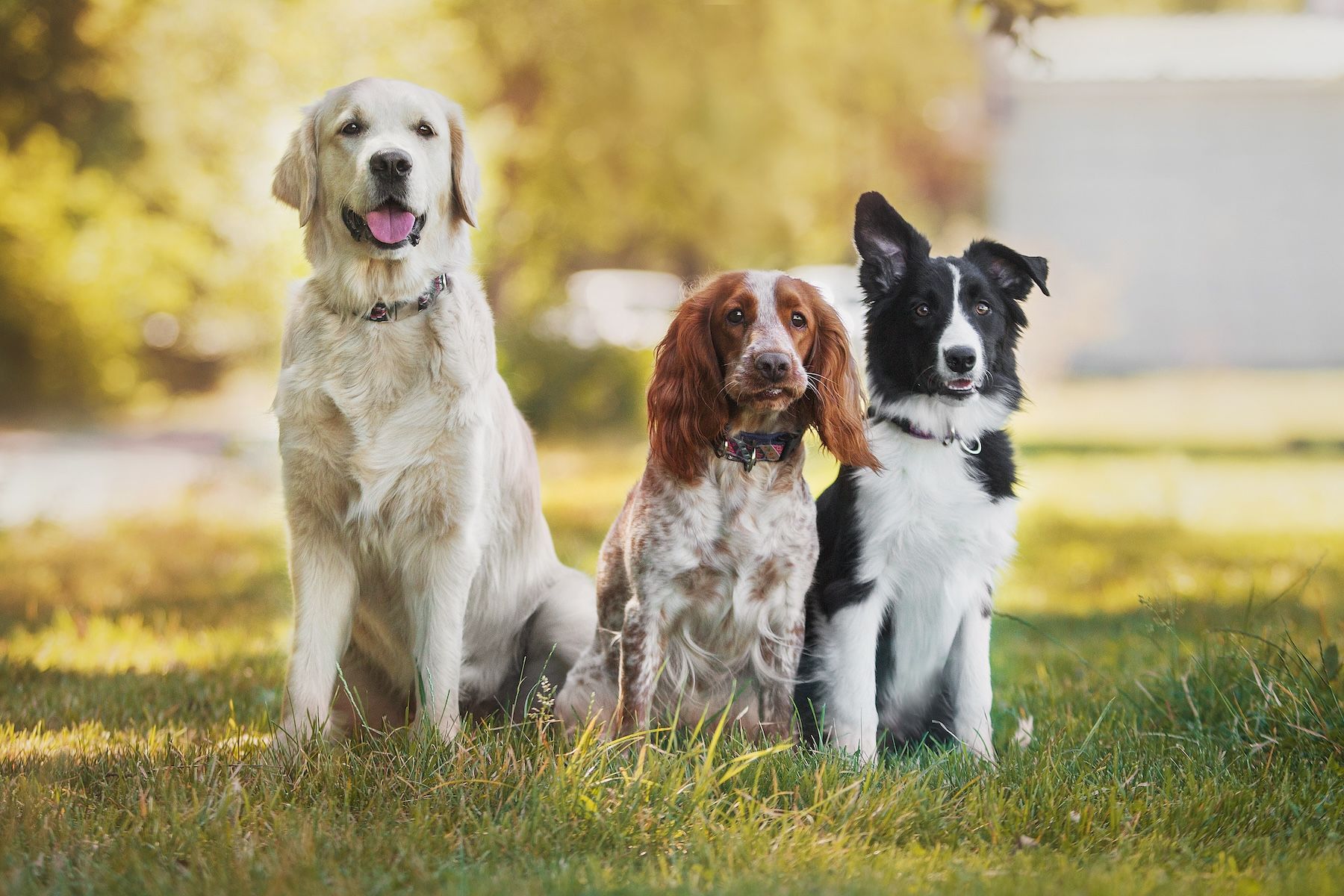 Pet dogs