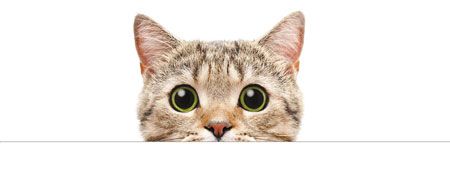 neo poly dex for cats