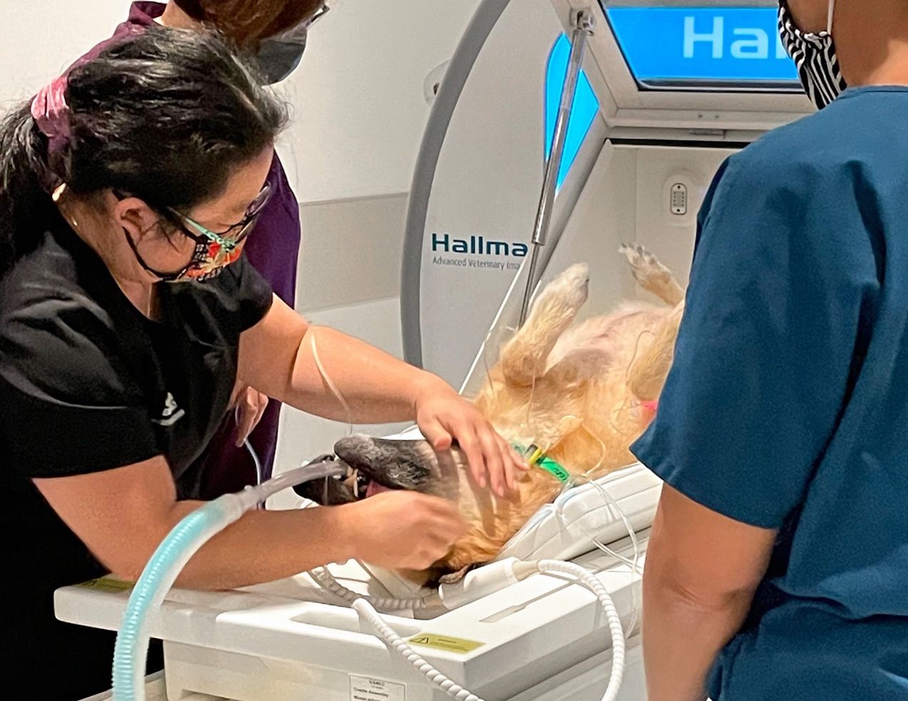 Hawaii's first  small animal MRI installed at Oahu's emergency hospital