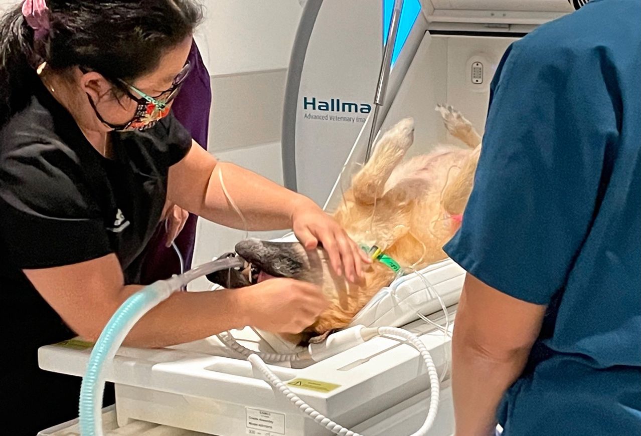 Hawaii’s first 1.5T small animal MRI installed at Oahu’s emergency hospital