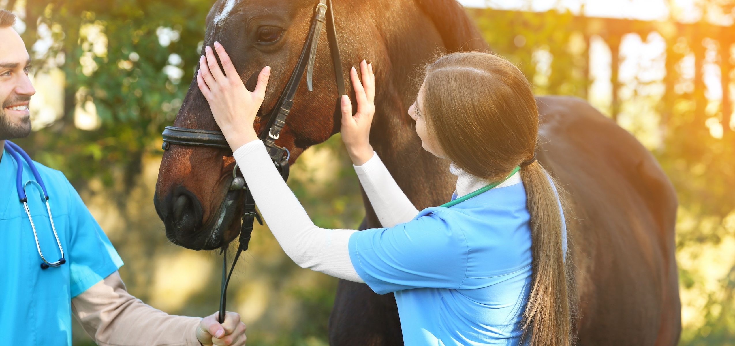 SCC in horses