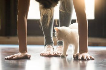 450-veterinary-cat-yoga-shutterstock-630547940.jpg