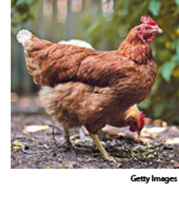 chicken_170x190-768112-1384164126967.jpg