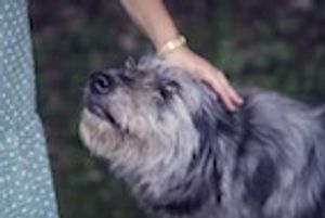Epilepsy Management Requires Substantial Commitment From Dog Owners