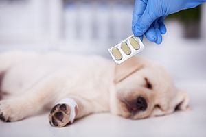 Campylobacteriosis: The outbreak and the One Health approach