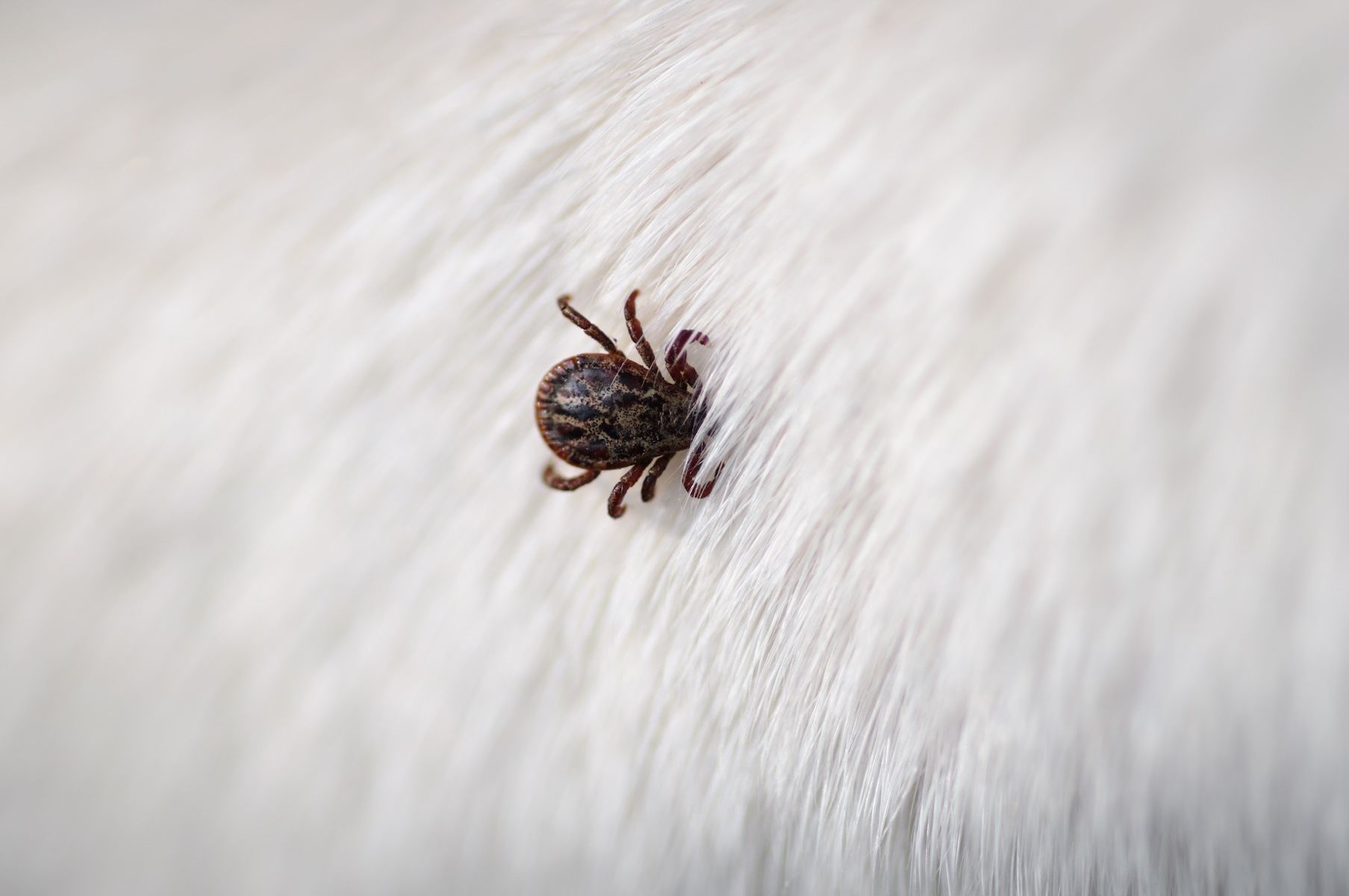 Tick on a dog